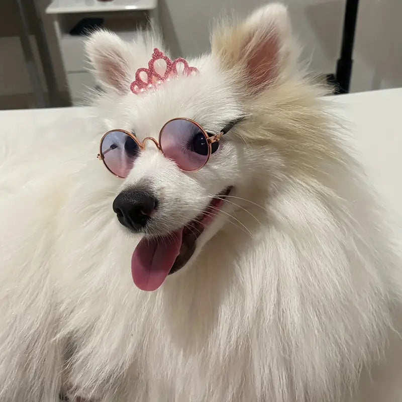 Dog Crown Hair Barrette